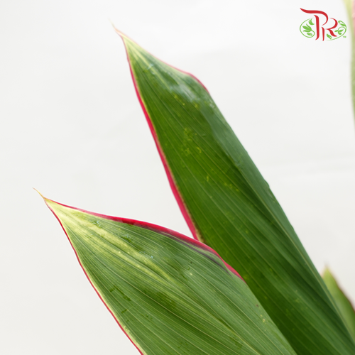 FG Snow White With Red Line -