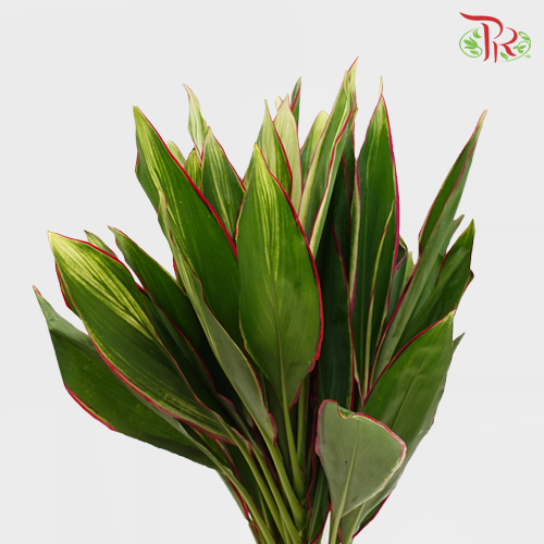 FG Snow White With Red Line -