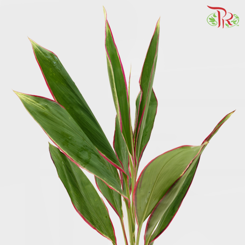 FG Snow White With Red Line -