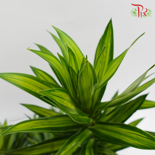 Song Of Jamaica (SOJ) -