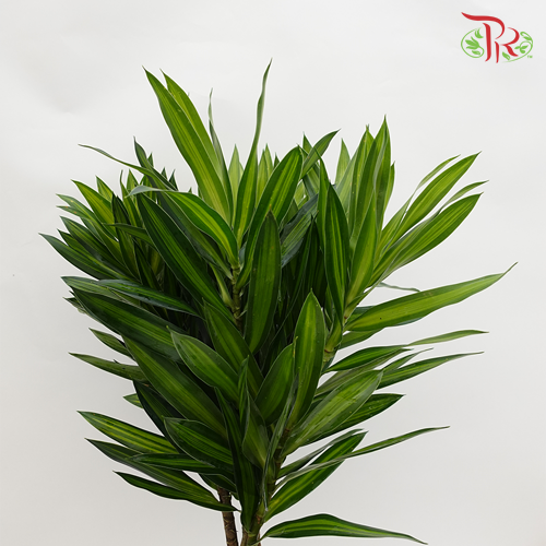 Song Of Jamaica (SOJ) -