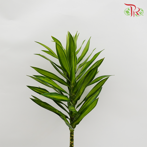 Song Of Jamaica (SOJ) -