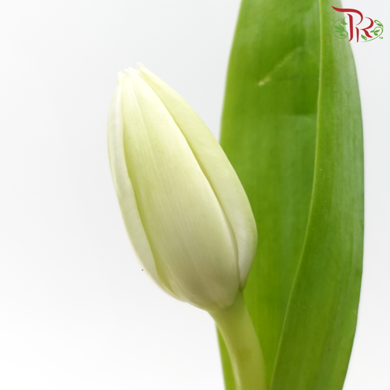 Tulip -