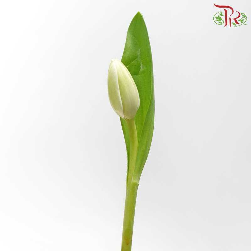 Tulip -