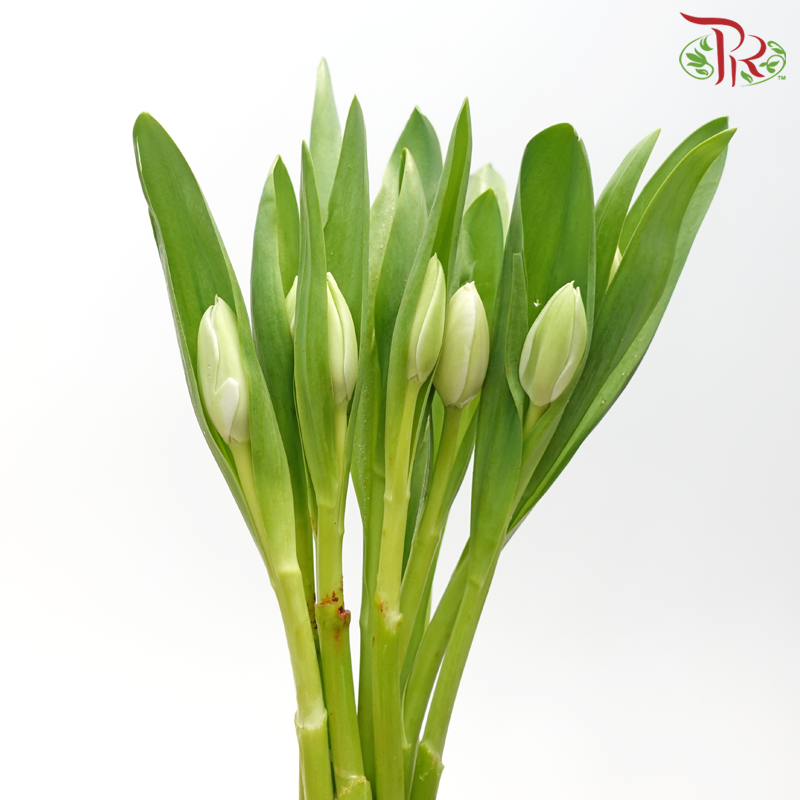 Tulip -