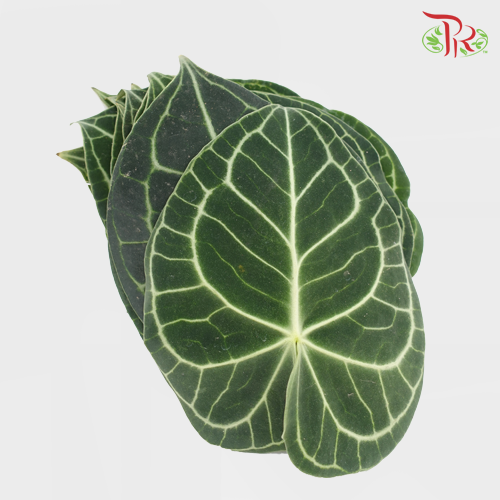 Turtle Leaf -